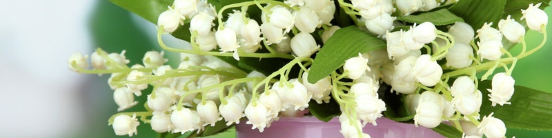 Lily of the Valley, May Birth Flower, Convallaria majalis, Birth Flower, Month Birth Flower, 